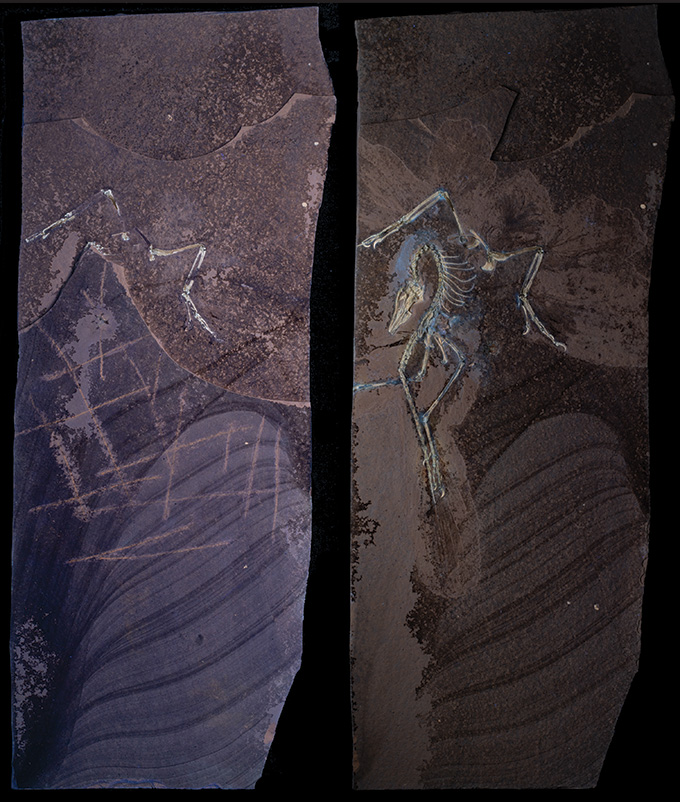 Two side by side images of the Archaeopteryx fossil, with the unprepared fossil at left and the fossil after preparation at right.