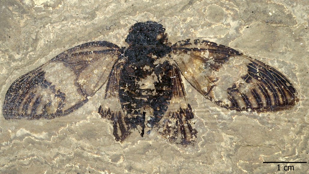A fossilized cicada embedded in a piece of rock with its wings outstretched