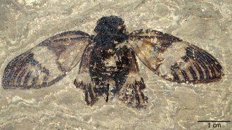 A fossilized cicada embedded in a piece of rock with its wings outstretched
