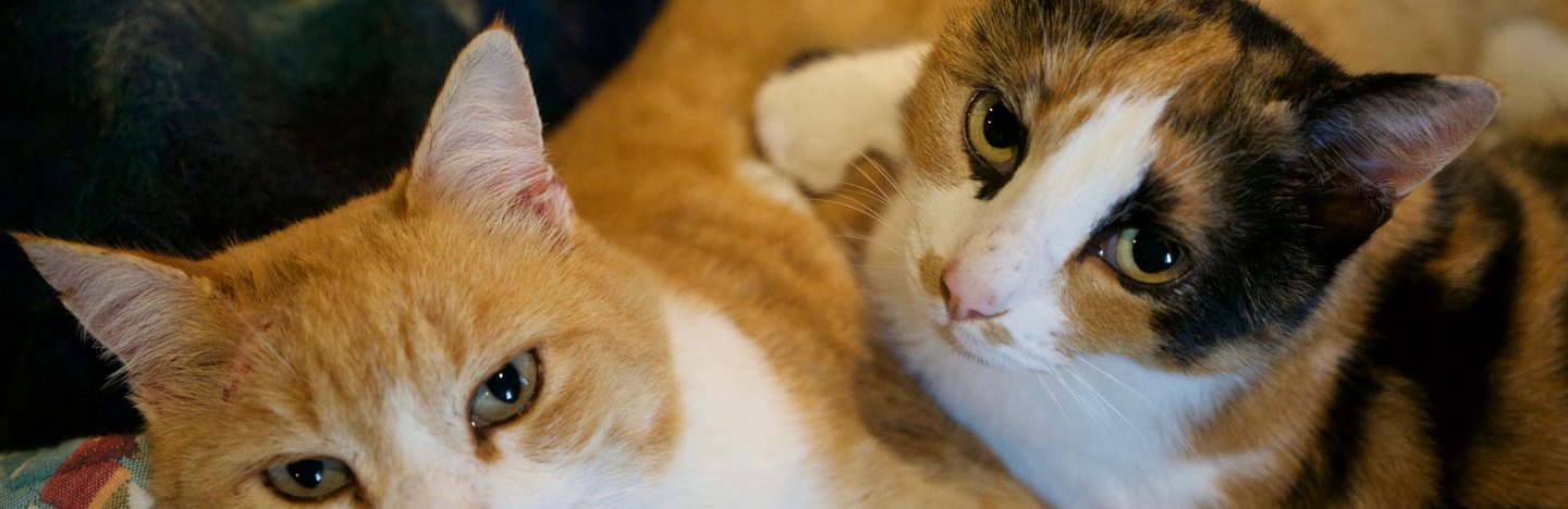 An orange cat and a black and orange calico cat lying down, staring at the camera.