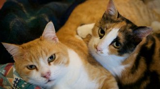 An orange cat and a black and orange calico cat lying down, staring at the camera.