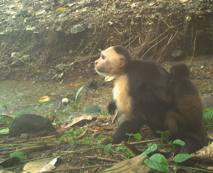 an image of a capuchin with an abducted howler monkey infant on its back
