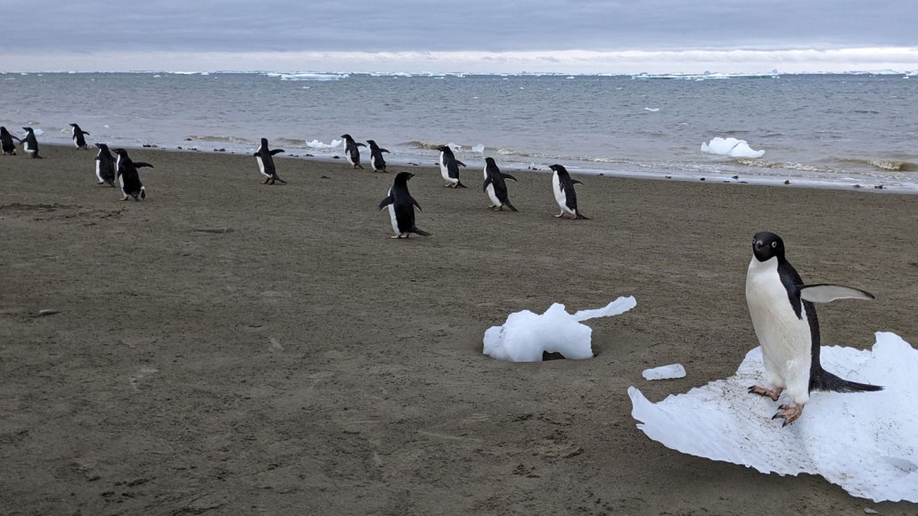 A photograph of Adélie penguins near a breeding site in Antarctica.