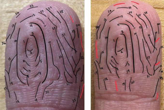 Two images of the same finger pad after water dunks on two different days. Black lines trace the wrinkles that are consistent between the two images, and corresponding wrinkles are numbered. Red lines indicate inconsistent wrinkles.
