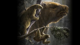 An artist's conception of three different sloth species, including a modern tree-dwelling sloth, the extinct giant ground sloth and an intermediate semi-arboreal sloth.