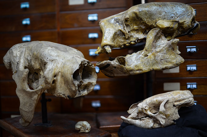 A photograph of four skulls of sloths, ranging from a skull of an extinct giant ground sloth to that of a relatively tiny modern tree-dwelling sloth.