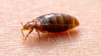 A fat bedbug is perched on someone's skin.