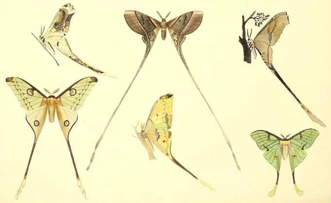 Six different species of moon moths are illustrated on a cream-colored background. Three are in profile and three seen top down, but all have dramatic streamers of varying lengths dangling off their hind wings.