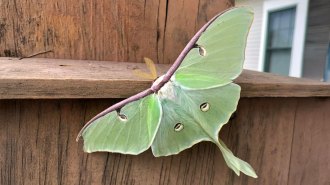 A green luna moth perches on a wooden fence.