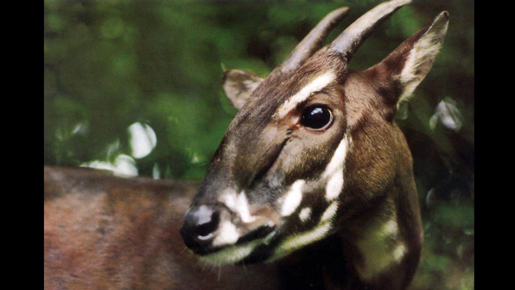 Close-up of a saola, a rare and endangered deerlike mammal with long, slightly curved horns and distinct white facial markings, against a blurred green forest background.