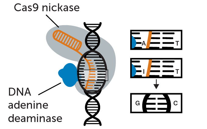 A diagram shows how a CRISPR gene editor nicks a single strand of DNA while another component of the editor comes in and fixes a DNA typo.