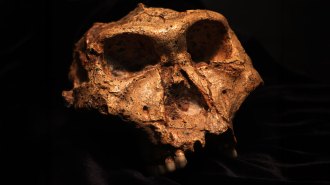 Fossilized skull of an early hominid species, Paranthropus robustus, displayed against a dark background, showing prominent brow ridges, large eye sockets and preserved teeth.
