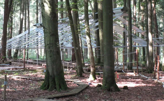 A metal frame structure resembling the outline of a house without walls of a complete roof built among trees in a forest, with numbered tree trunks and walkways on the forest floor.