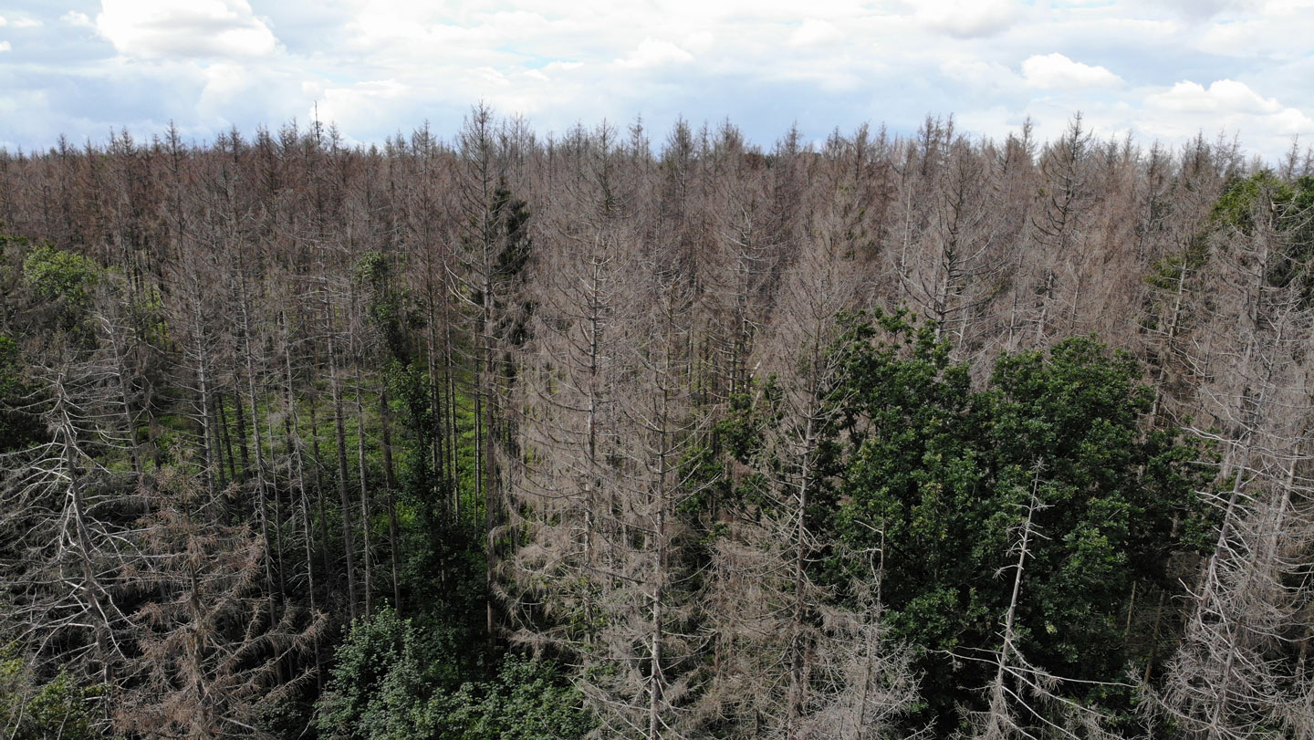 Norway spruce trees are highly sensitive to drought, as was demonstrated by large-scale die-offs during a 2018 drought in Germany.