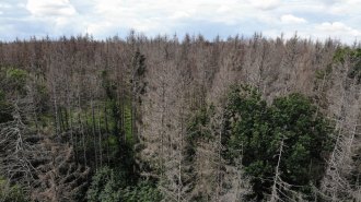 An aerial view of a forest with a stark contrast between dead trees and patches of green, healthy foliage under a partly cloudy sky.