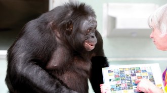A photo of a large bonobo in a lab. The ape is looking at a woman holding up a page of symbols and pointing at one.