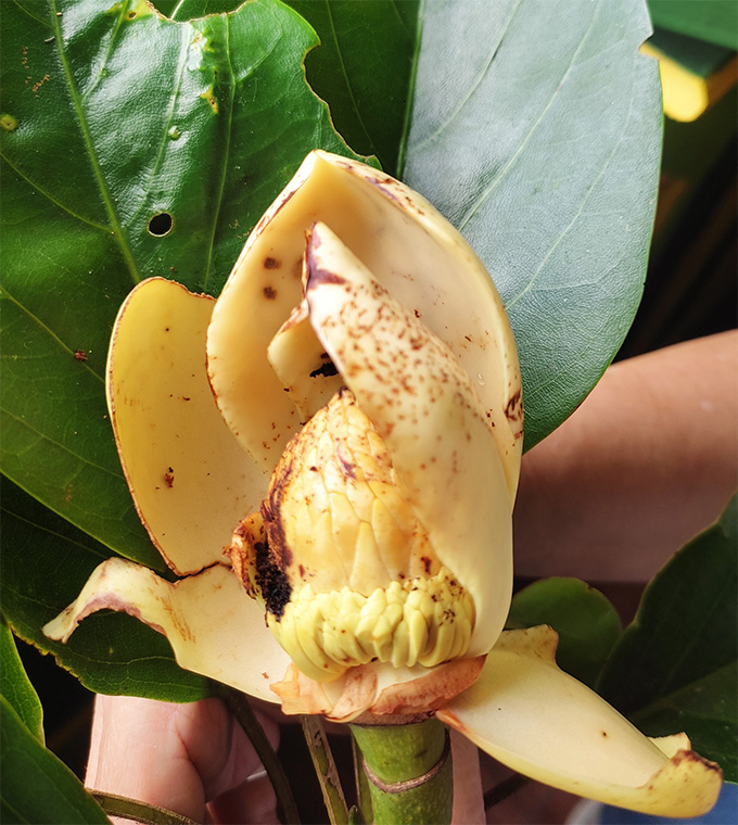 A bruised and torn yellow flower of the critically endangered Magnolia wolfii against a backdrop of the tree's green leaves.