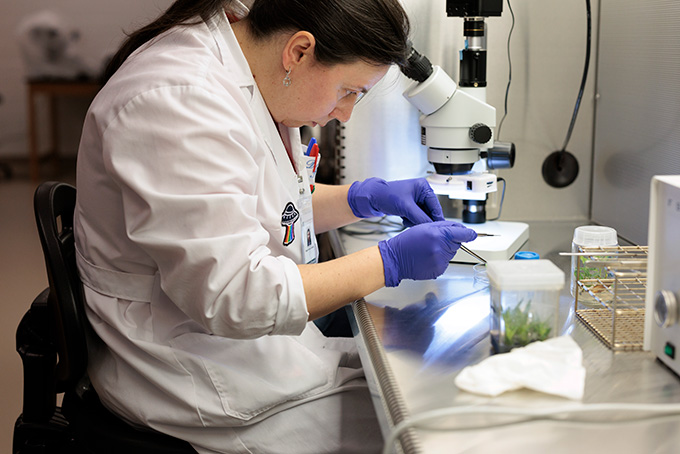 Cryobiologist Raquel Folgado, wearing a white lab coat and blue latex gloves, hunches over a workspace beside a microscope.