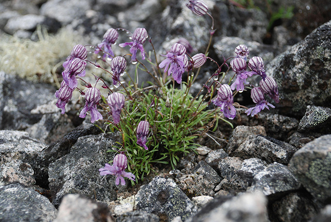 A group of tiny purple squid-shaped flowers blooms amongst its grassy leaves amongst a field of gray rocks. This narrow-leafed campion is native to Siberia. Scientists grew an ancient version of the plant from fruits buried in permafrost.