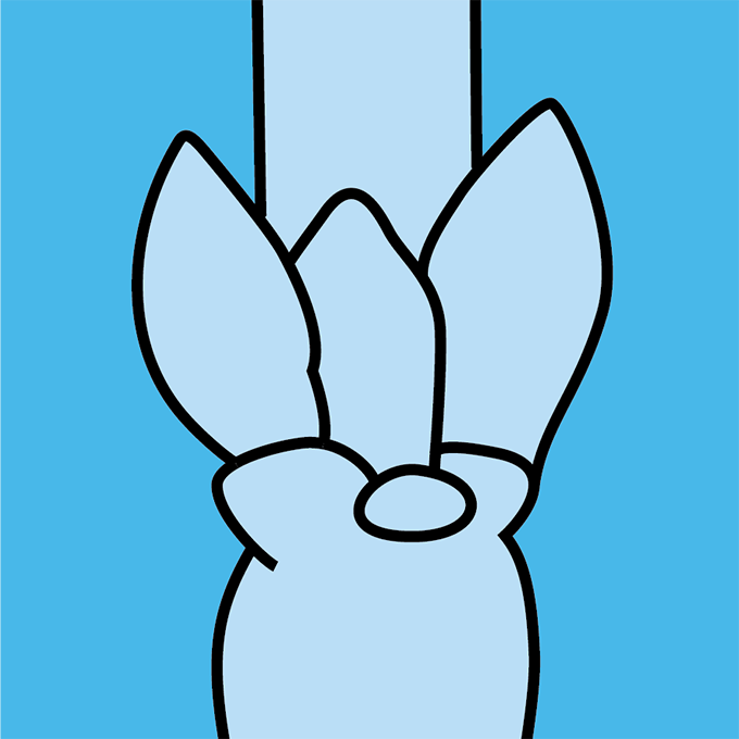 Illustration of a dormant bud