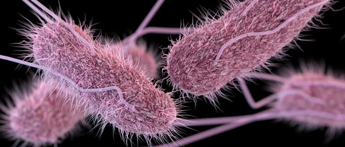 A computer-generated illustration of Salmonella bacteria that appear pink and fuzzy with long protrusions.
