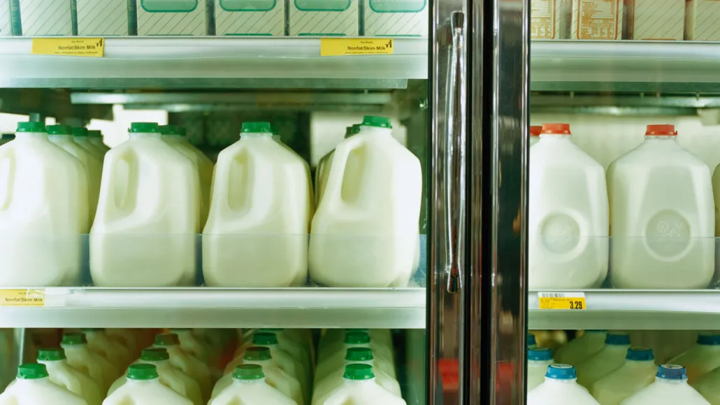 Gallon jugs of milk sit in rows in a grocery store refrigerator.