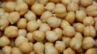 A close up of chickpeas, also known as garbanzo beans, which are round and tan.