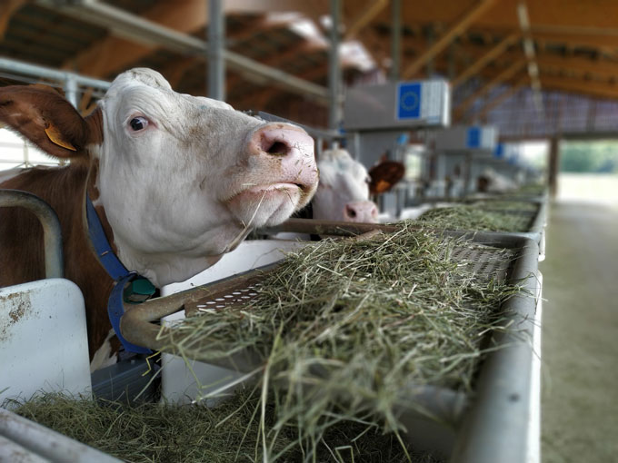 A photo of a dairy cow in France