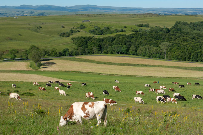 A photo of cows grazing in a field
