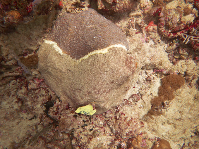 An image of a great star coral with white lesions from stony coral tissue loss disease