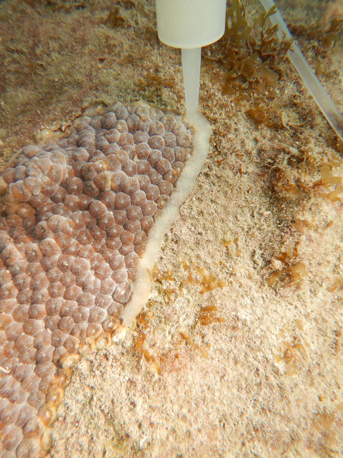 Probiotics helped great star corals fend off a deadly disease