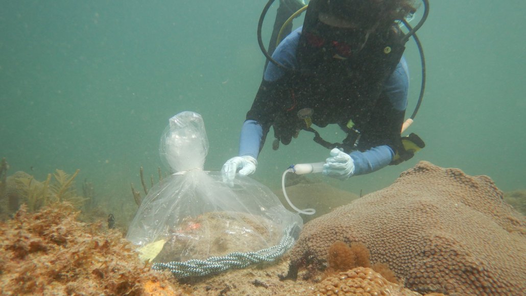 an image of a scuba diver injecting a white liquid in a bag over a coral