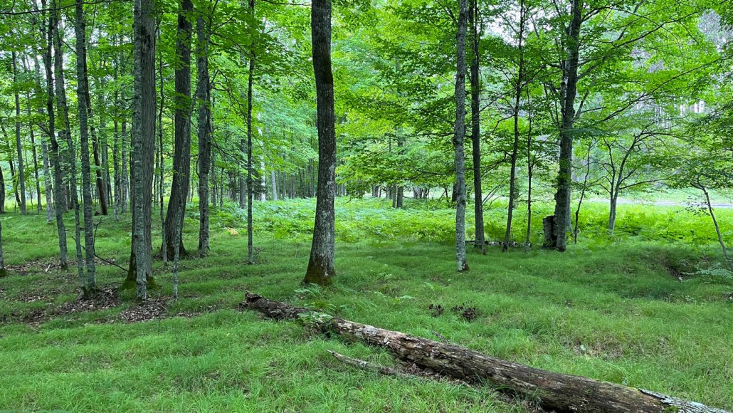 Open woodland with tall trees and bright green foliage, grassy forest floor with a subtly ridged terrain and fallen logs in the foreground.