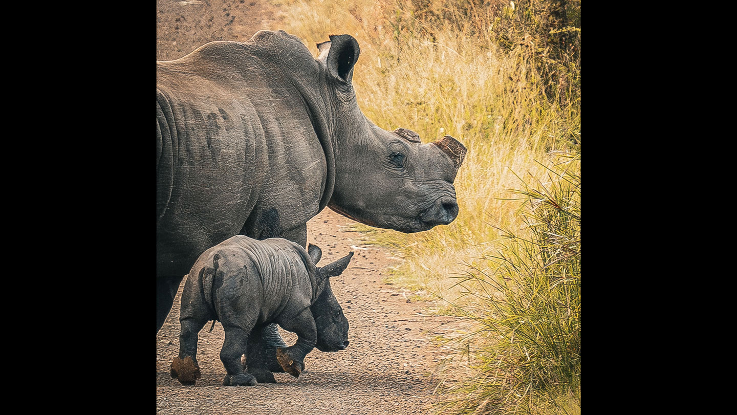 Preemptively cutting rhinos' horns cuts poaching