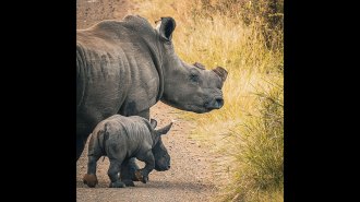 image of a baby rhino and mom with horn removed