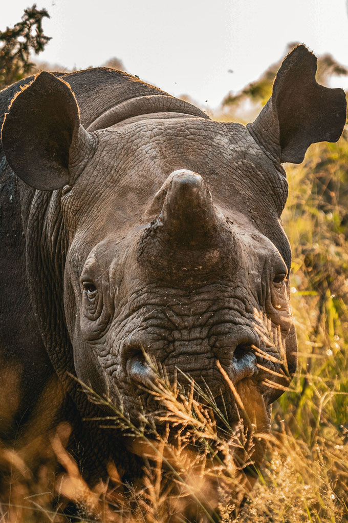 a rhino with its horn regrowing