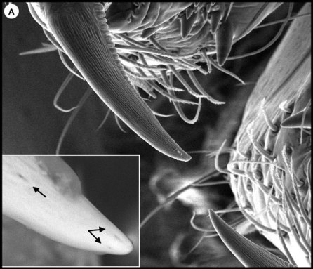 This black and white image shows a closeup of the fangs of a feather-legged lace weaver spider. The inset zooms in on the tip to show that there does not appear to be a channel that allows venom to flow into whatever the spider bites.
