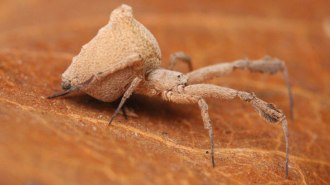 A little brown spider with a bulbous hind-end sits on a brown leaf.