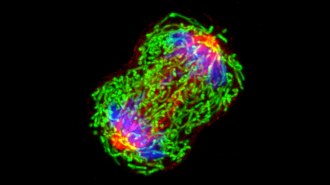 This microscopy image shows a breast cancer cell dividing into two. The components of the cell are shown in bright green, blue and red.