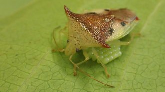 A little brown and yellowish bug sits on a leaf with rows of eggs visibile under its abdomen.