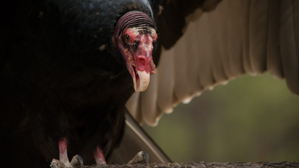 A turkey vulture, a scavenging bird