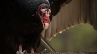 A turkey vulture, a scavenging bird