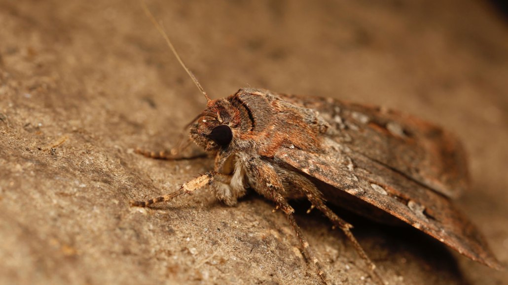A fuzzy brown moth with scattered white markings on its wings faces left as it rests on a sandy, brown stone.