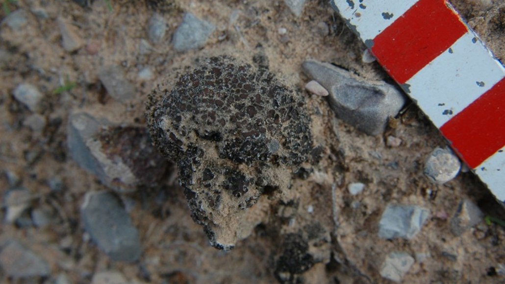 A photo of the lichen C. lacinulatum