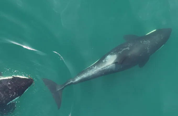 Two killer whales are shown swimming toward the right. The one on the right side of the photo is shown in full. The other's has only its head visible to the bottom, where it approaches its partner with a small piece of kelp in its mouth.