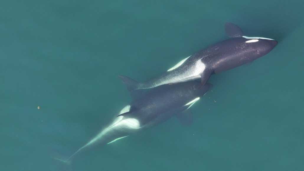 Two killer whales are shown rubbing a small piece of brown kelp between their bodies. One whale is to the upper left. The other is to the bottom right. The second whale's nose comes about halfway up the first's body, lining up with its dorsal fin.