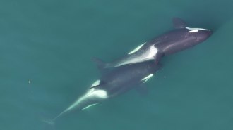 Two killer whales are shown rubbing a small piece of brown kelp between their bodies. One whale is to the upper left. The other is to the bottom right. The second whale's nose comes about halfway up the first's body, lining up with its dorsal fin.