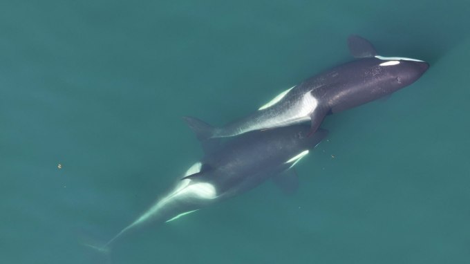 Two killer whales are shown rubbing a small piece of brown kelp between their bodies. One whale is to the upper left. The other is to the bottom right. The second whale's nose comes about halfway up the first's body, lining up with its dorsal fin.