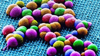 What looks like different colored balls (smooth muscle cells seen in false color) sit atop a turquoise patch studded with tiny nanoneedles.