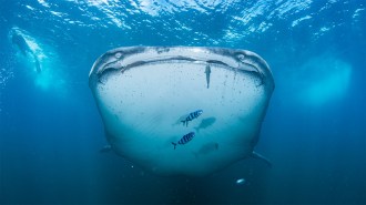 A whale shark looks toward the camera in an underwater photograph. Black-and-white striped fish swim in front of the shark and a scuba diver is in the distance.
